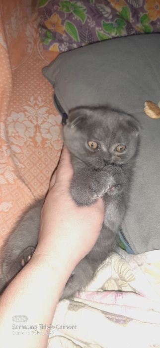 Шотландские вислоухие