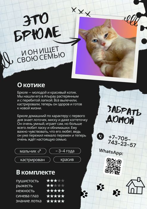 Котик в добрые руки