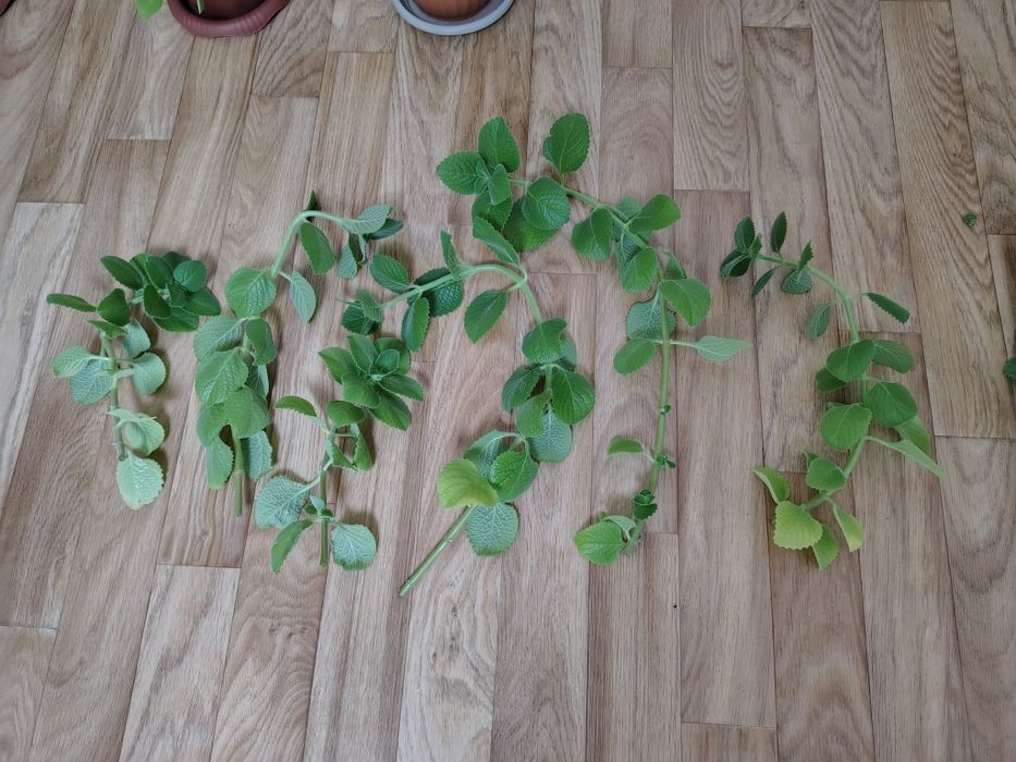 Плектрантус (комнатная мята)