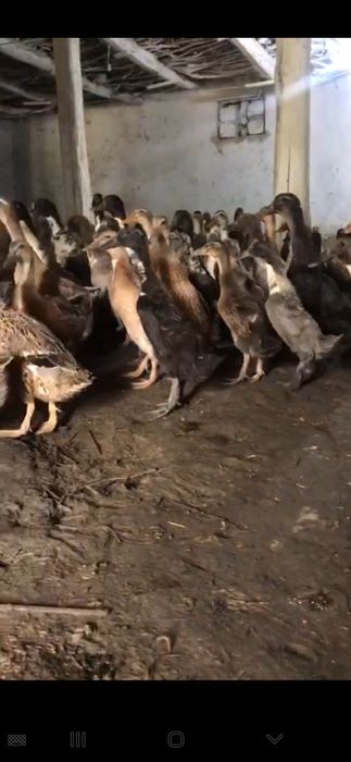 Indiski begunok sotiladi