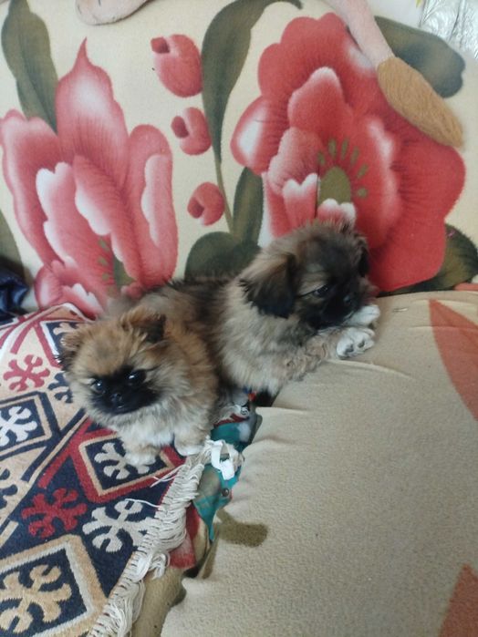 Пекинесы мальчики