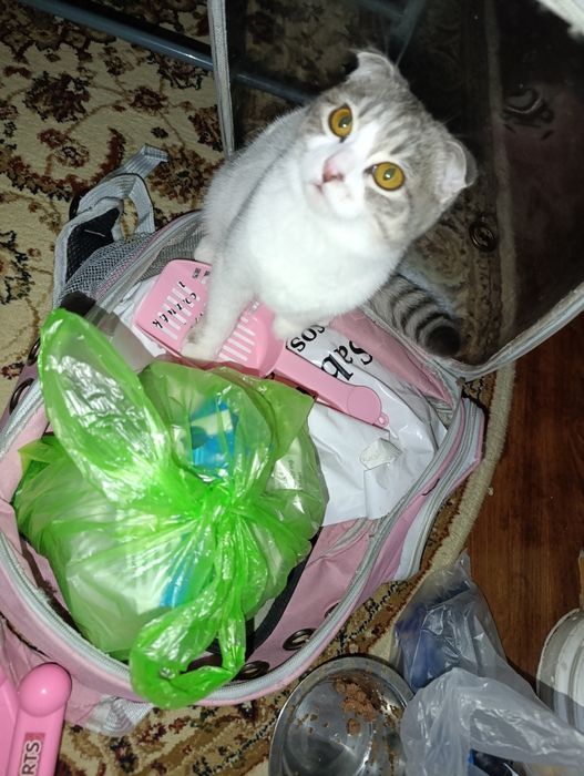 Scottish Fold келин бола — 6 ойлик