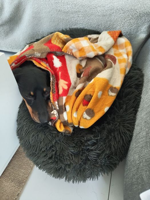 Pet sitter Cluj - cazare la casa