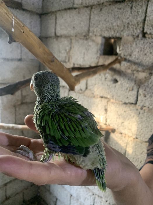 Ожереловый попугай