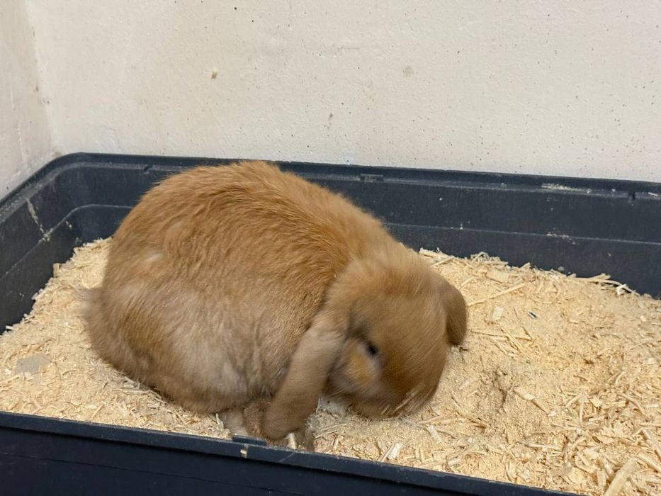 Quyonlar oq rangi Angliya jigarrangi Shvetsiya zottor quyonlar 100 $