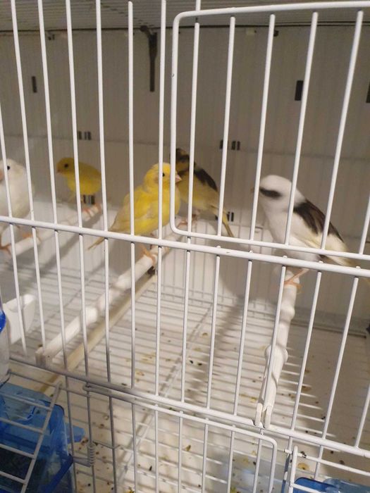 Canari Orpheus x Slavujar 2026