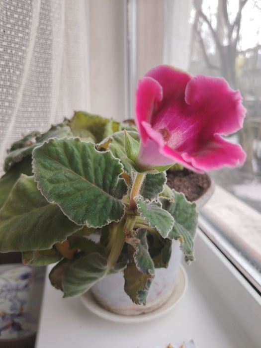 Продам комнатный цветок, красивые большие цветы.