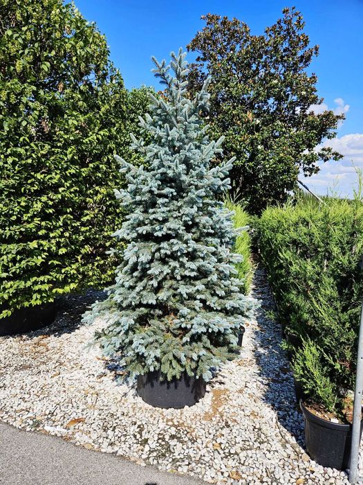Plante Ornamentale pentru Curți Moderne