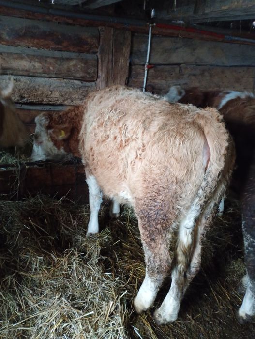 Vind vaca de 9 Ani și juninca