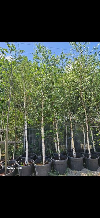 Vindem mesteacăn 3/6 m