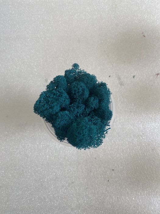 мох стабилизированный цветной