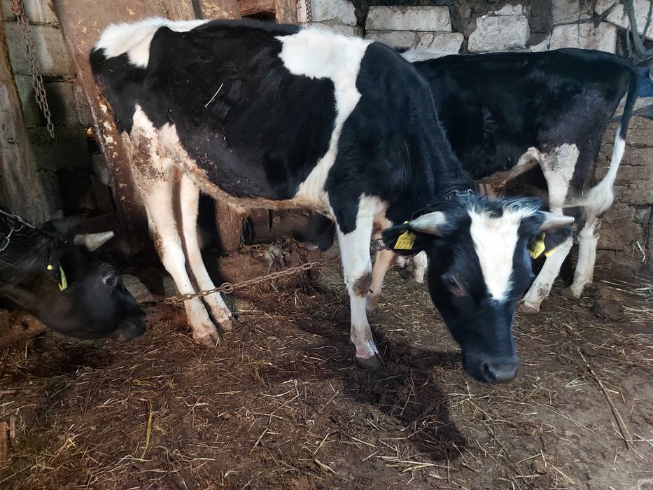 Vaci si vitei de vanzare