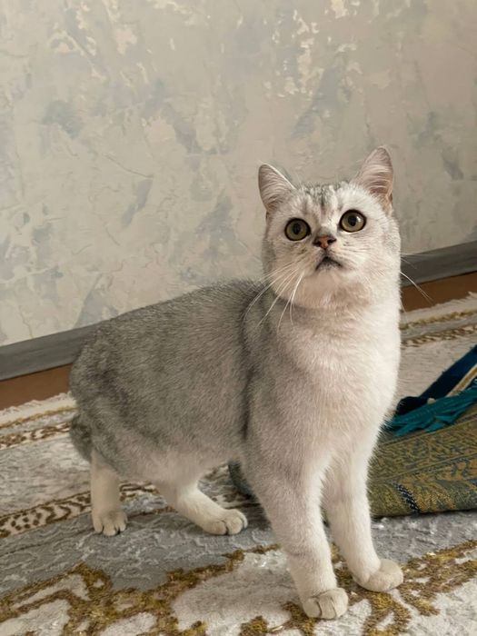 Mushuk serebriskiy shinshila