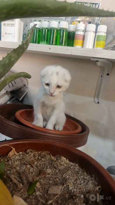 Продается котёнок