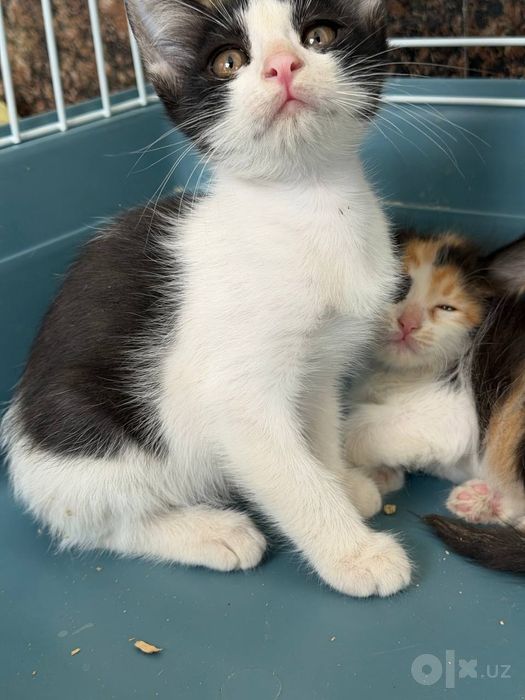 Котенока 2. месяца