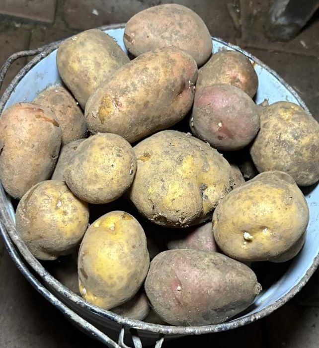 Продам дачный картофель