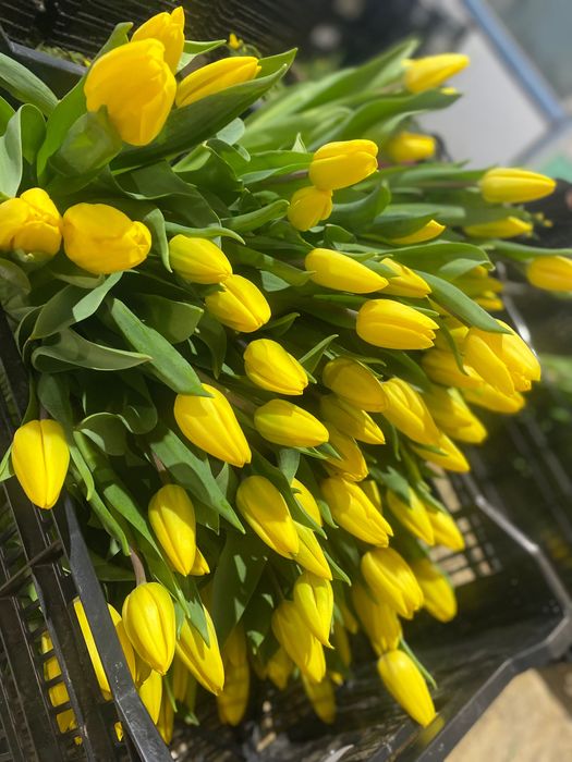 Тюльпан оптом премиум класса