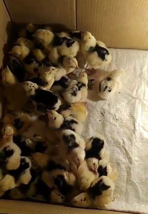 Австралорп мраморный цыплята