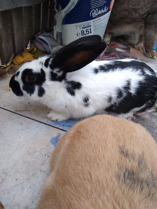 Uriași german și alte rase!