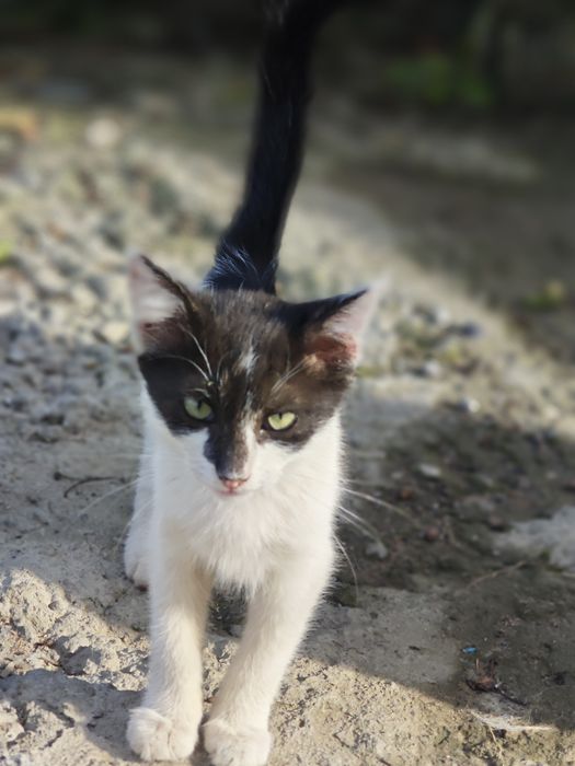 Котенок зеленоглазый мальчик
