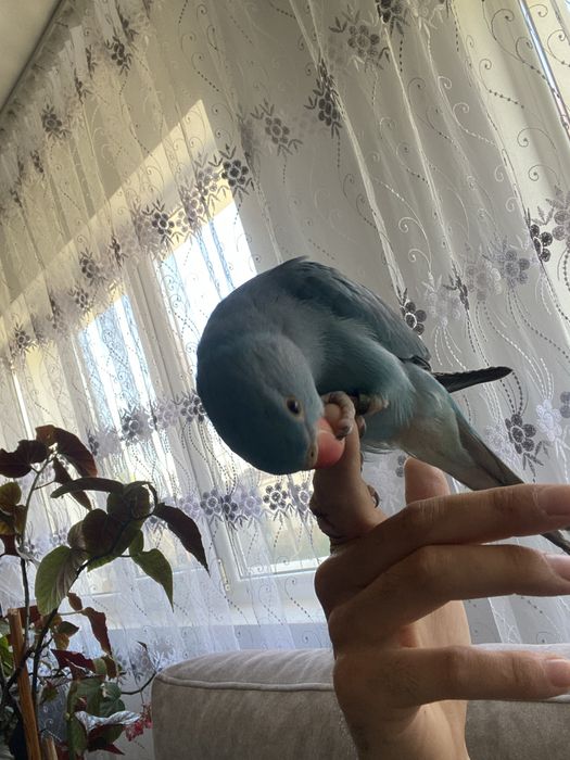 Vand pui Micul Alexander