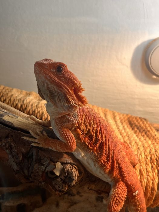 Vand agama cu terariu