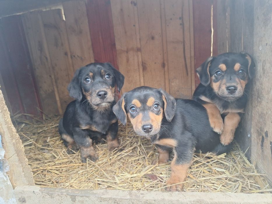 Vând tekel/dachshound