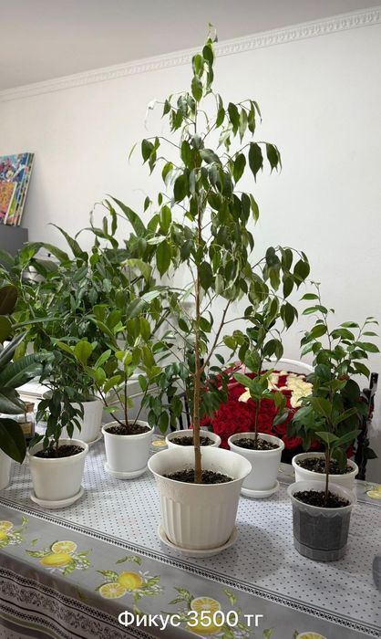 Комнатные  цветы