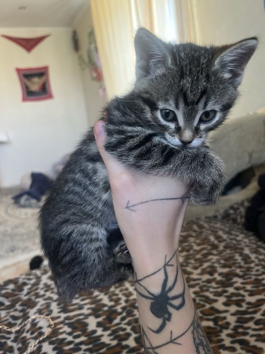 котенок в добрые руки