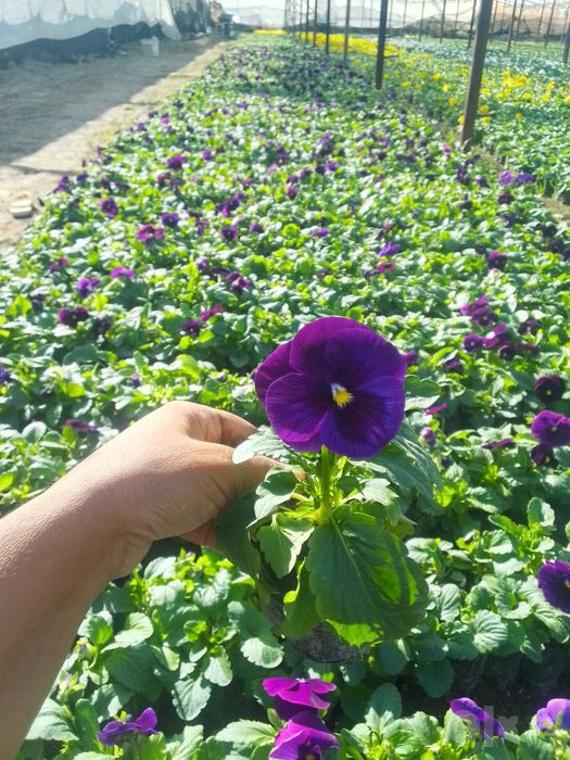 Dehqon  narxi 2500 soʻmdan donas