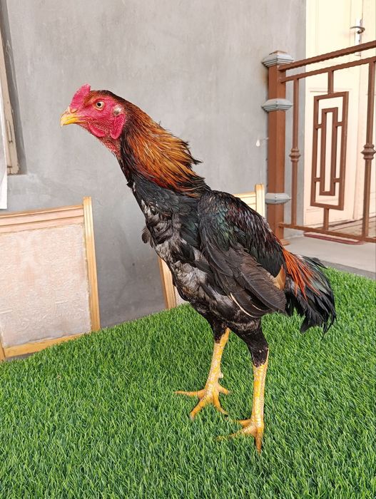 Dakan xoroz sotiladi