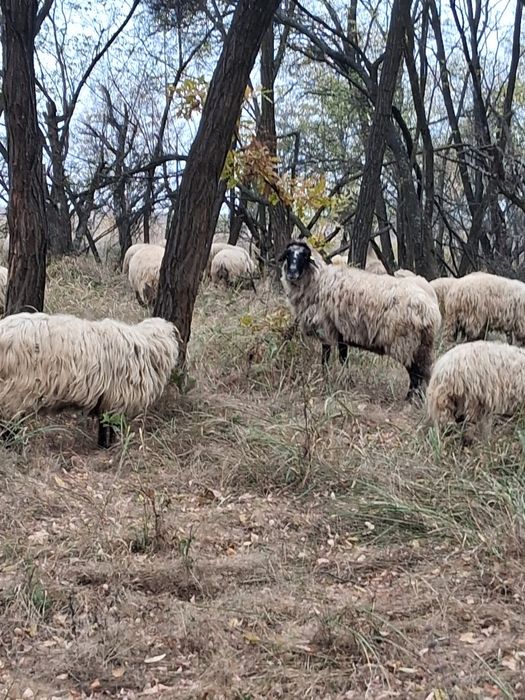 Vnd oi țurcanu .