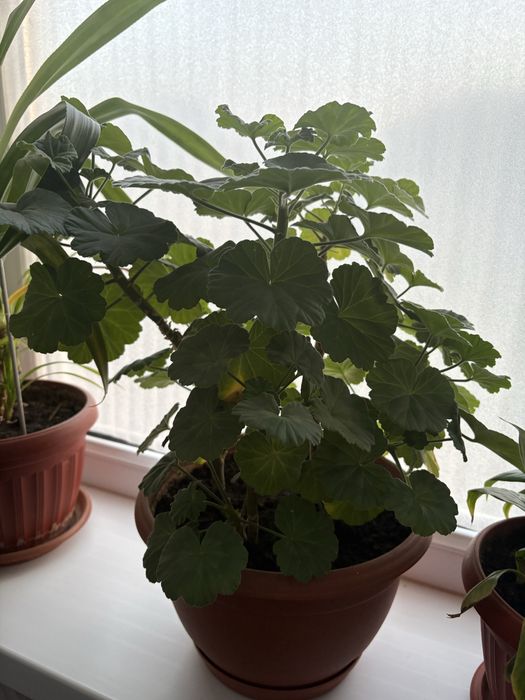 Продам цветы в хорошем состоянии