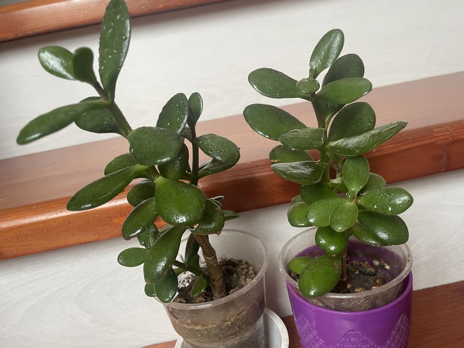 Толстянка денежное дерево!