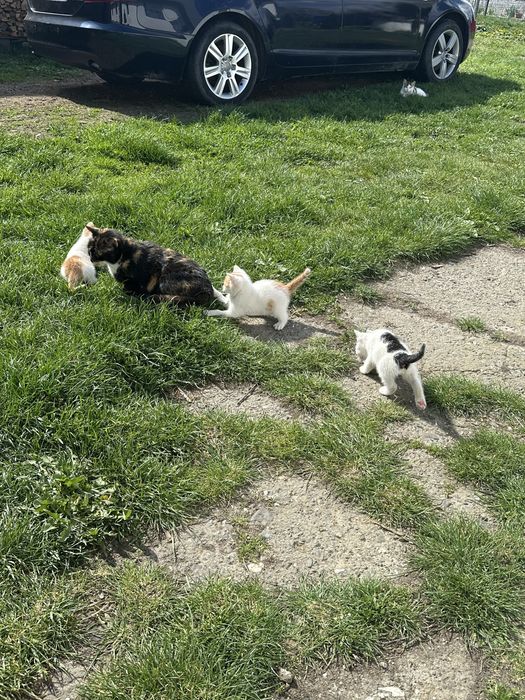 Ofer spre adoptie 4 pisoiasi  mancaciosi si frumosi