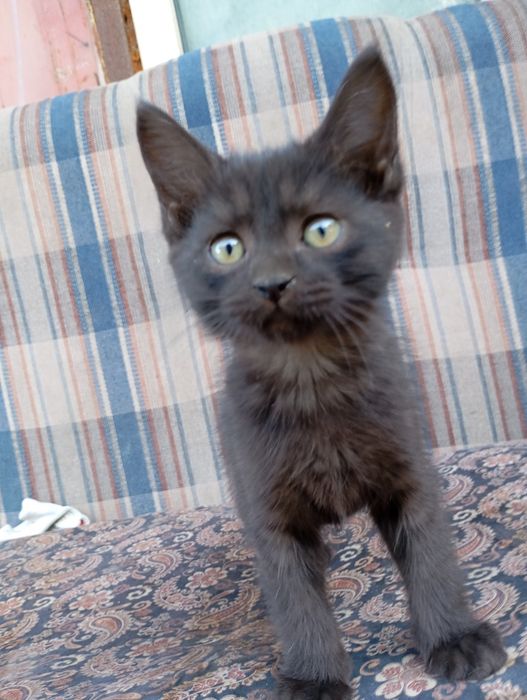 Котята трое мальчик