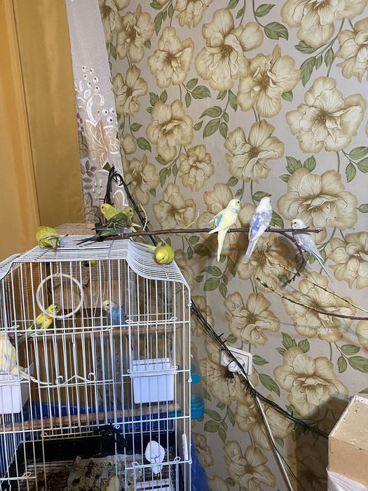 Волнистые попугаи