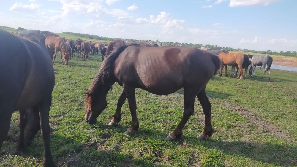 Продам! Жеребые 3 кобылы 5,6,7 лет находятся в табуне.