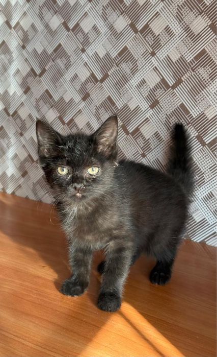 Отдам котенка в добрые руки