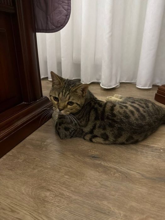 Бенгальский кот 7 месяцев