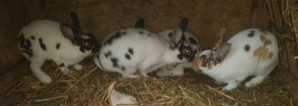 Vând 4 iepurasi Rex pitici