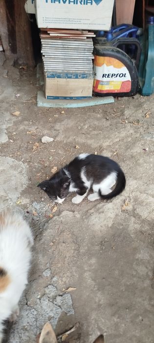 Подарявам четири малки котенца