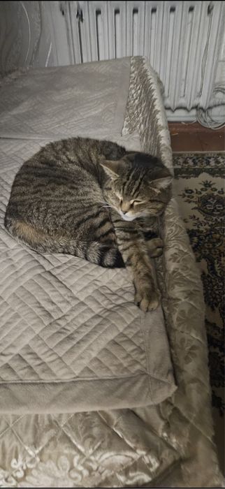 Передержка котов кошек