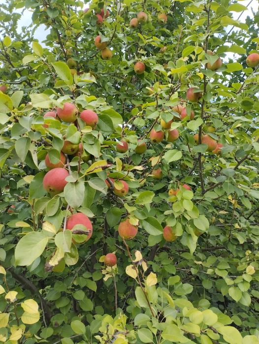 Продам дачу в "Черемушках".