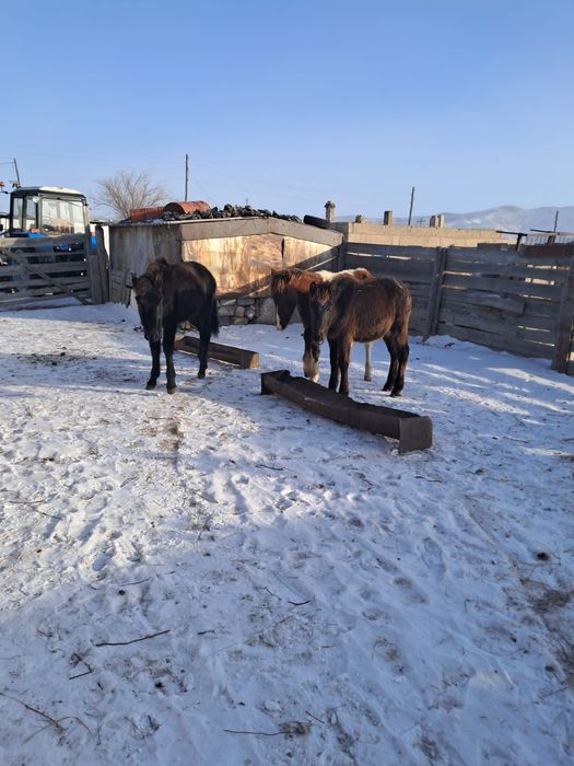 Жабағы  сатамын уш бас