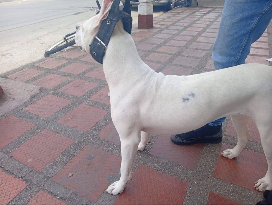 Dog argentino femela