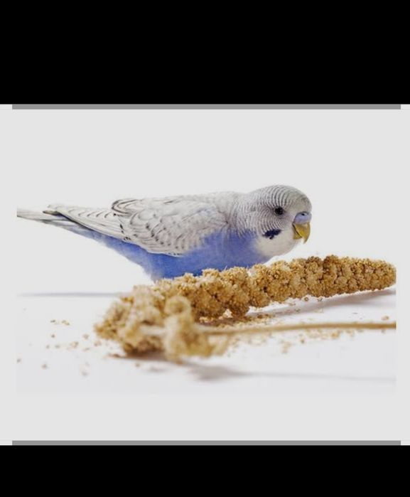 Корм для птиц и для грызунов