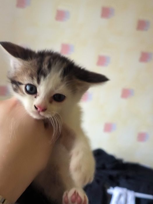 Продам шотландских котят