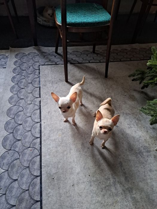 Вязка мини Чихуахуа