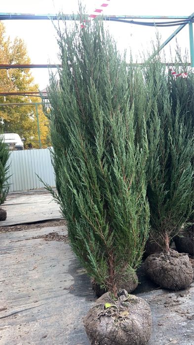 Ели,сосна,туя,моживельники